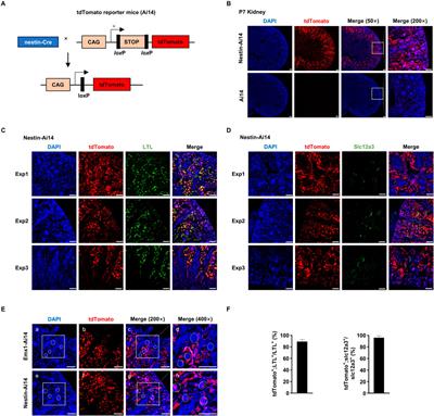 Extra-cerebral recombination activity of Emx1-Cre and nestin-Cre in the kidney